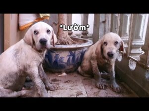 Khéo Dạy Chó, Khéo Dạy Chồng