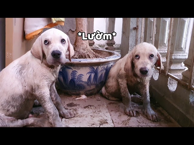 Khéo Dạy Chó, Khéo Dạy Chồng